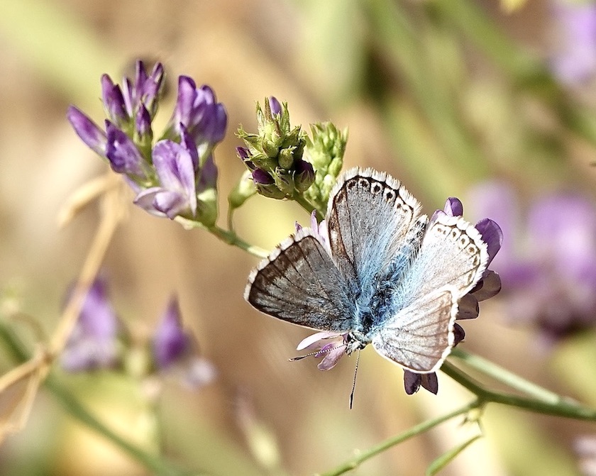 chalk-hill blue